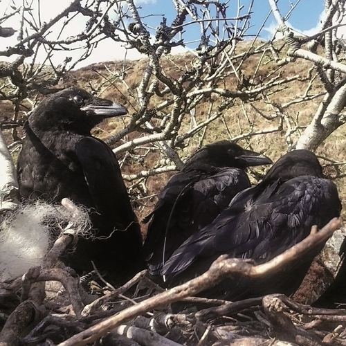 Raven Nest Raven Nest