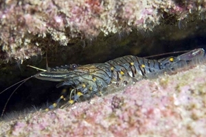 Common prawn