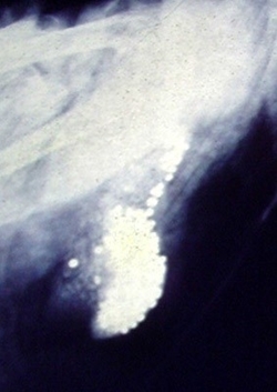 X-ray showing lead pellets collected in the gizzard of a swan (Photo by Lamiot CC BY-SA)