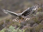 Record-breaking year for hen harrier breeding
