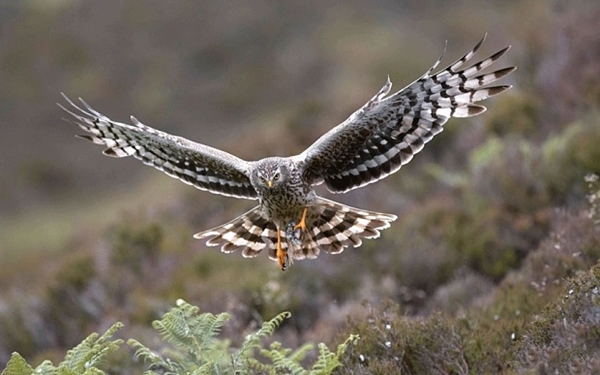 Henharrier _3002873b Henharrier _3002873b