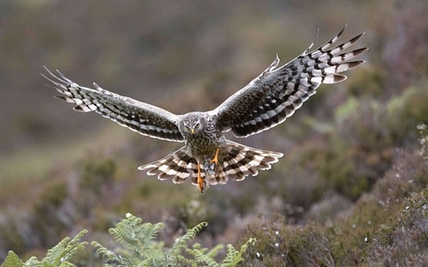 Henharrier _3002873b