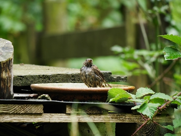 Bathtime (by Katy Read) Bathtime (by Katy Read)