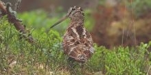 Wader Tracking Appeal