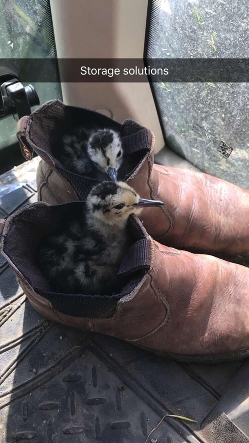 Curlew Chicks In Boots