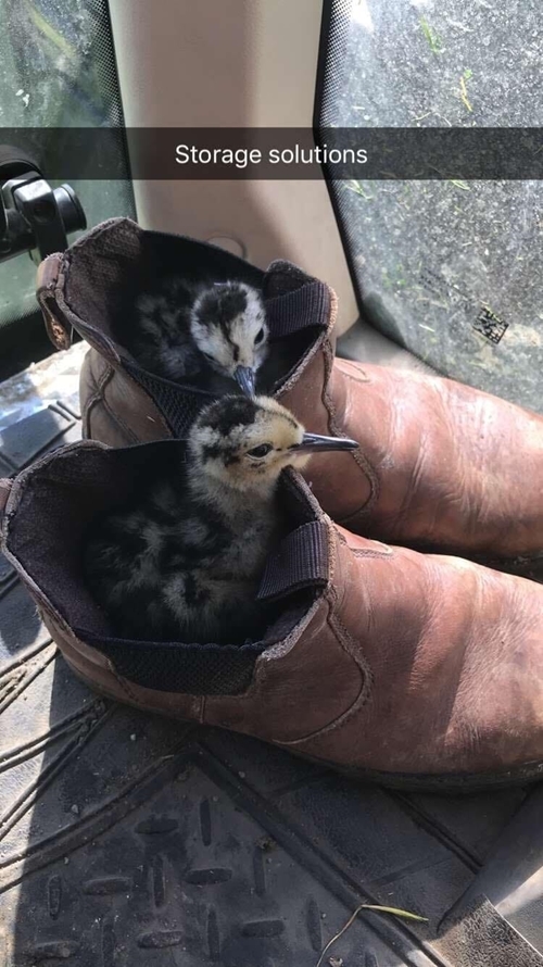 Curlew Chicks In Boots