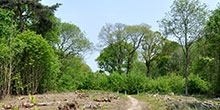 The effect of game management on the conservation value of woodland rides