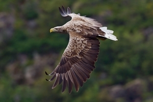Sea eagle (Credit: Yathin Krishnappa)