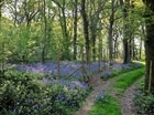Game management doesn’t disturb endangered species in woodland rides, GWCT study finds