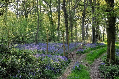 Release -pen -Bluebells Release -pen -Bluebells