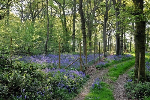 Release -pen -Bluebells