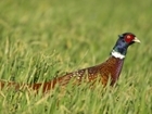 Iconic farmland birds set to be the real victim of shooting ban: Our letter to The Times