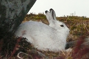Winter mountain hare