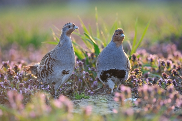 Grey Partridge Nw Grey Partridge Nw