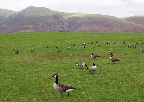 Canada Geese Peter Thompson GWCT