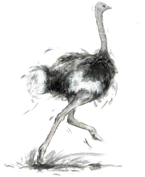 Running Ostrich By Annabel Pope