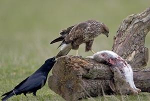 Buzzard with rabbit