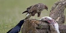 Buzzard response to prey abundance on a Scottish grouse moor