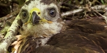 Winter diet of common buzzards on a Scottish grouse moor