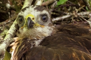 Buzzard