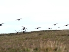 Strange move if RSPB make U-turn and oppose game shooting: Our letter to The Telegraph