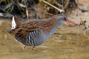 Water rail