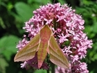 Allerton Project shows moths are increasing, despite national plunge in population: Our letter published in The Guardian