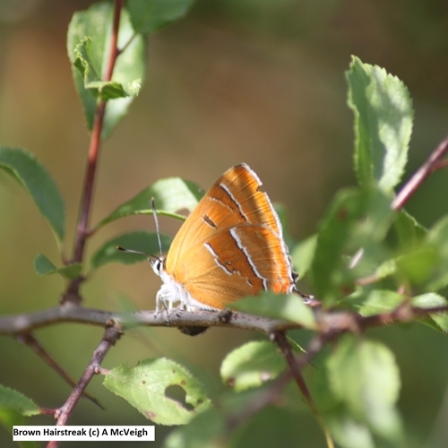 Brown Hairstreak (c ) A Mc Veigh