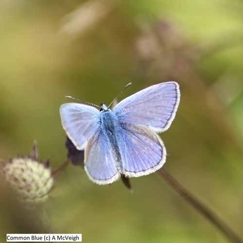 Common Blue (c ) A Mc Veigh