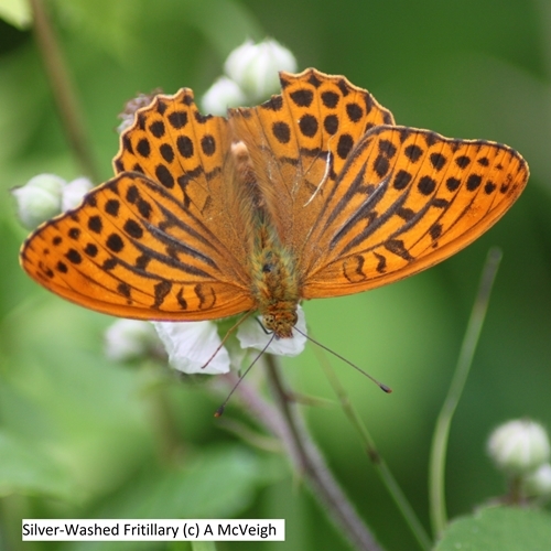 Silver -Washed Fritillary (c ) A Mc Veigh