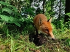 New study shines light on fox control