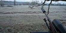 Fox control on shooting estates: How good is it?