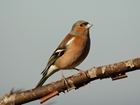 Farmland bird declines can be reversed in three years says GWCT Wales