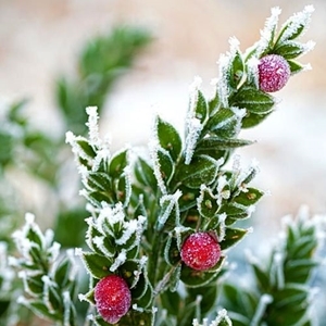Butcher's broom