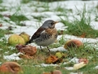 The 2020 Big Farmland Bird Count needs your support