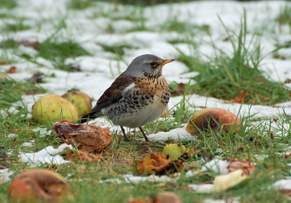 Fieldfare In Snow E