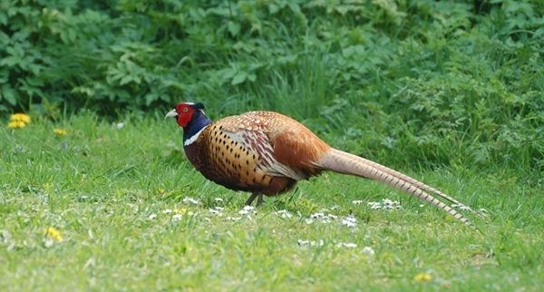 Crouching Cock Crouching Cock