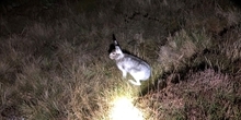 The impact of woodland expansion and changes in moorland management on mountain hare distribution