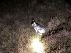 Night-time counts shine a light of hope on Peak District mountain hares
