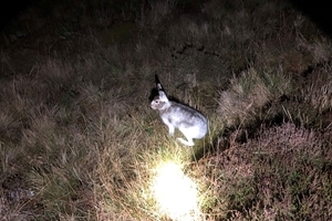 Mountain hare on count