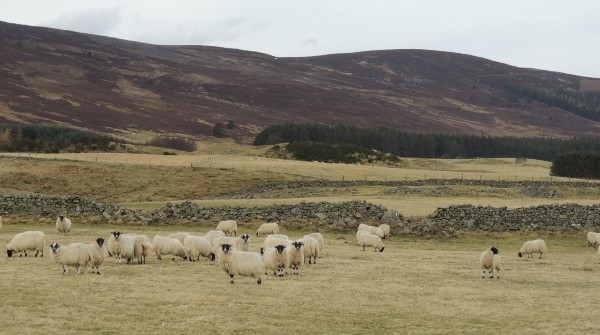 Auchaboutfarm Auchaboutfarm