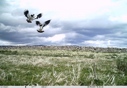 Auchgrasslands