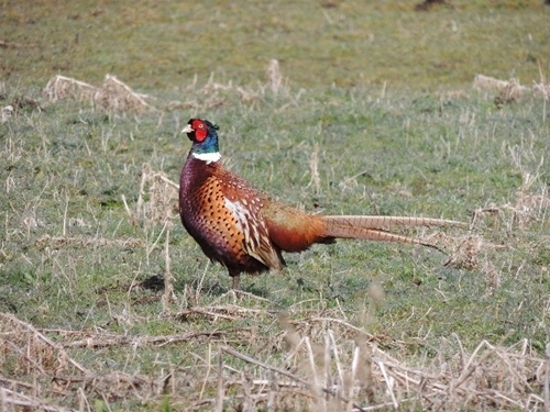 Pheasant 1