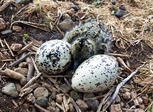 Pheasant 1