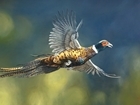 Calling all wildlife artists
