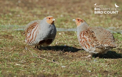 BFBC Logo Grey -Partridge -Peter -Thompson