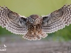 Wales to hold Big Farmland Bird Count training days
