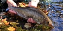 How a changing environment affects grayling at different life stages