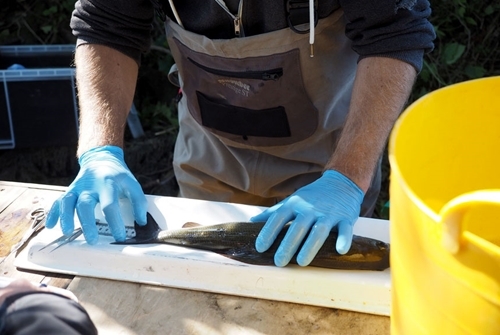 Photo of fish processing