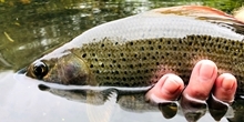 What is causing the Wylye grayling to decline?